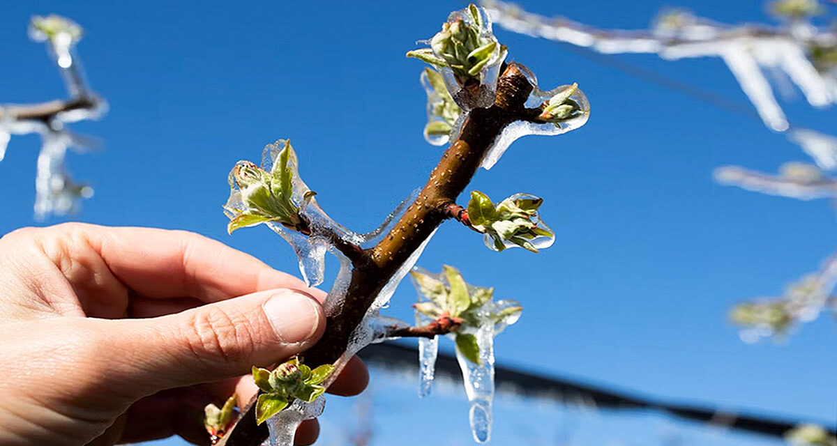 Týden v zahradě: Ovocné stromy ochrání před mrazem led plus další rady na začátek května