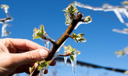 Týden v zahradě: Ovocné stromy ochrání před mrazem led plus další rady na začátek května
