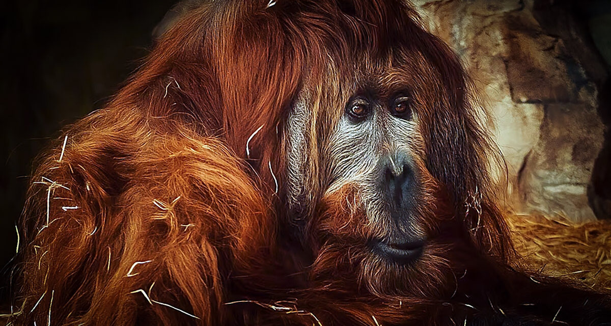 Smutná zpráva z ústecké zoo. Uspali rekordně starého orangutana Ferdu