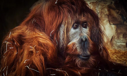 Smutná zpráva z ústecké zoo. Uspali rekordně starého orangutana Ferdu