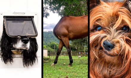 FOTO: Kůň bez hlavy či vysmátí psi. Toto jsou finalisté soutěže o nejvtipnější zvířecí momentku
