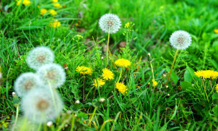 Týden v zahradě: Začněte s pravidelným hnojením trávníku plus další rady na polovinu května