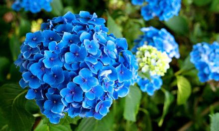 TÝDEN V ZAHRADĚ: Sytě modré hortenzie zajistí kamenec plus další rady na druhou polovinu května